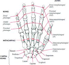 Usually, it consists of short independent bones jointed to each other by protruding. Human Hand Skeletal Structure Depicting Finger Bones Joints Download Scientific Diagram