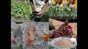 Image result for Turraea mombassana