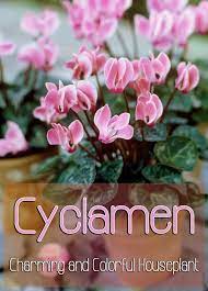 Cyclamen With It S Upswept Petals Holds A Special Captivating Charm Perhaps It S The Ballerina Of The Plant House Plants Indoor Plant Care Ornamental Plants