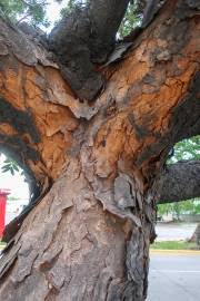 Image result for Turraea mombassana