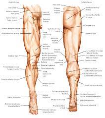 Heup Benen Quadriceps Femoris Medical Anatomy Cruciate Ligament