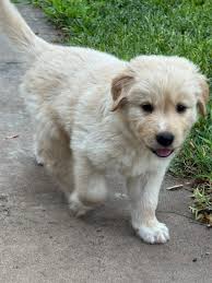 Frenchie baby dogs available for rehoming in amarillo