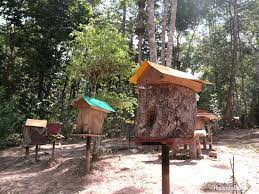 According to iipm's fellow, prof mohamad osman, a senior associate at atri. Melipoly Ehoney Bee Farm Bentong Pahang Melipoly