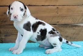 Puppyfinder.com is proud to be a part of the online adoption community. Great Dane Puppies For Sale Rye Co 241430 Petzlover