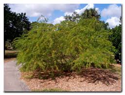 Image result for Acacia kamerunensis