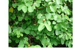 Image result for Cleistanthus schlechteri