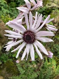 Image result for Berkheya carlinopsis