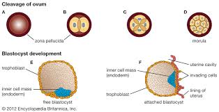 embryo human and animal britannica