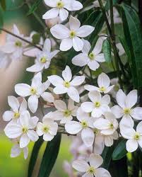 Like many members of that genus, it is prized by gardeners for its showy flowers. Clematis Armandii Hayloft