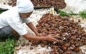 Baik) selama proses produksi sampel. Khasiat Dan Manfaat Kulit Manggis Bibitbunga Com