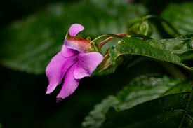 Image result for Impatiens erecticornis