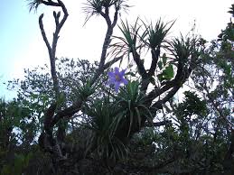 Image result for Velloziaceae