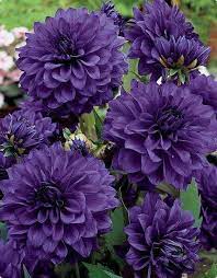 Purple Dahlias My Garden Will Be Full If These Pretty Flowers Purple Flowers Purple Garden