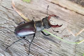 You will see them around stones and flowerpots at night. Stag Beetle Facts People S Trust For Endangered Species