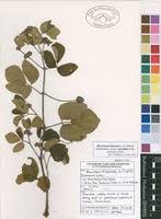 Image result for Rhoicissus tridentata