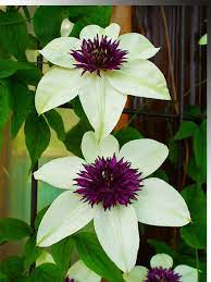 Those which flower on old, ripened wood. Clematis Pruning Alton Greenhouses Garden Centre