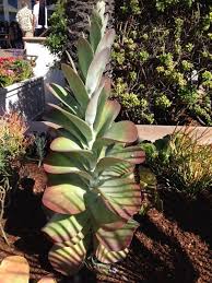 Flapjack Paddle Plant Kalanchoe Luciae Your Plant Is A Flapjack Or Paddle Plant A Succulent That Does Well In Containers Plants Paddle Plant Free Plants