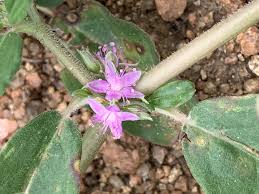 Image result for Zaleya