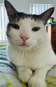 Relief as family is reunited with their beloved pet cat Ralph weeks after  he was allegedly snatched and dumped