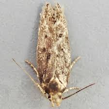 Image result for Bryotropha senectella