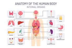 The circulatory system includes the heart, veins and arteries. Human Organs System Medical Body Anatomy Man Internal Physiology Par By Tartila Thehungryjpeg Com