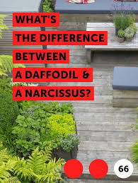 Learn What S The Difference Between A Daffodil A Narcissus How To Guides Tips And Tricks Daffodils Narcissus Planting In Clay