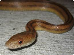 Identify Florida Snakes Common Snakes Of Orange County