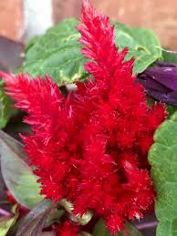 This Celosia Flower Is One Of My Favorites To Put In Our Window Box That Gets Our Intense Oklahoma Sun In The Afternoon I Celosia Flower Flowers Window Box