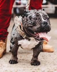 Very occasionally you will find an american bully that appears to have a normal coat but is, in fact, a merle and will pass on the merle genes to its puppies if bred. Merle Pocket Bully Cheap Buy Online