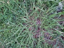 Using Pre Emergent Herbicides The Right Way To Kill Your Lawn S Weeds Lawnstarter