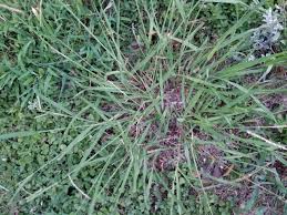 Manual removal of clover in your lawn can be very difficult. Using Pre Emergent Herbicides The Right Way To Kill Your Lawn S Weeds Lawnstarter