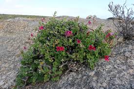 Image result for Peponium vogelii