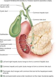 Hepatobiliary Human Body Anatomy Body Anatomy Basic Anatomy And Physiology