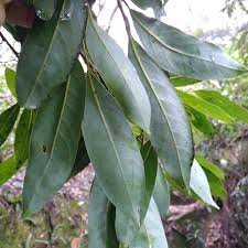 Image result for Cryptocarya