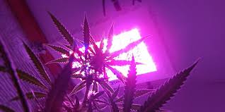 There are many, but if you talk about the best companies in today's time, which all you can trust and rely upon, then they are king plus, bestva, galaxyhydro, viparspectra, etc. How To Choose The Best Grow Lights For Your Grow Kushtopia