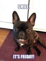 Pin On Funny Frenchie Memes