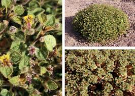 Image result for Cleome densifolia