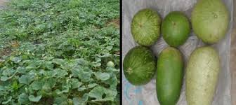 Image result for Lagenaria abyssinica