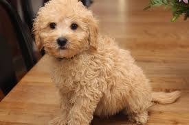 Lakeshore doodles has over 20 years of breeding experience! River Valley Goldendoodles Puppy Breeder In Ny Near Pa Near Nyc Goldendoodle Mini Goldendoodle Puppy Goldendoodle Puppy