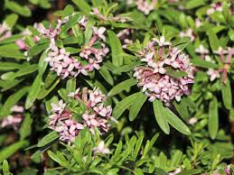 Early spring, summer, and early fall! Seidelbast Pink Eternal Fragrance Daphne X Transatlantica Pink Eternal Fragrance Baumschule Horstmann