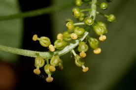 Image result for Dioscoreophyllum