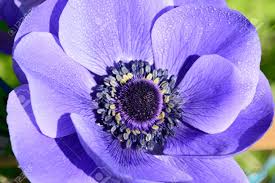 Place this unique offering where it can be admired, and you'll be amazed at how much attention it gets. Close Up Of A Purple Anemone Flower In Bloom Stock Photo Picture And Royalty Free Image Image 104619508