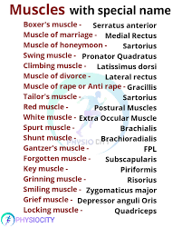 This picture points out different muscles and joints. Physio City Muscles With Special 3 Facebook
