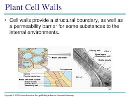 Check spelling or type a new query. Plant Form And Function Ppt Download