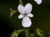 Image result for foto moud Forsterův