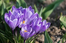 The days become longer, and the sun begins to warm the earth more and more every day. Crocuses How To Plant Grow And Care For Crocus Flowers The Old Farmer S Almanac