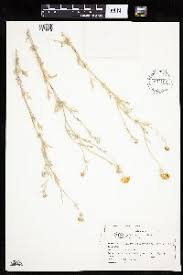 Image result for Berkheya johnstoniana