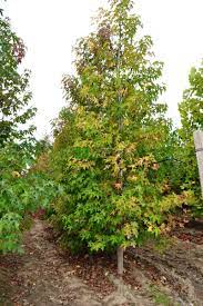 Check spelling or type a new query. Ù…ÙŠØ¹Ø© Ø³Ø§Ø¦Ù„Ø© Ø£Ù…ÙŠØ±ÙƒÙŠØ© Liquidambar Styraciflua Pyramidale Altingiaceae Sms Marmara Group