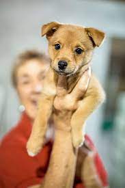 Pet Rescue By Judy Erects New Million Dollar Animal Shelter In Sanford News Orlando Orlando Weekly