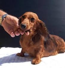 Red Dapple Dachshund That No Longer Shows Her Dapple Spots Dapple Dachshund Dapple Dachshund Puppy Dachshund